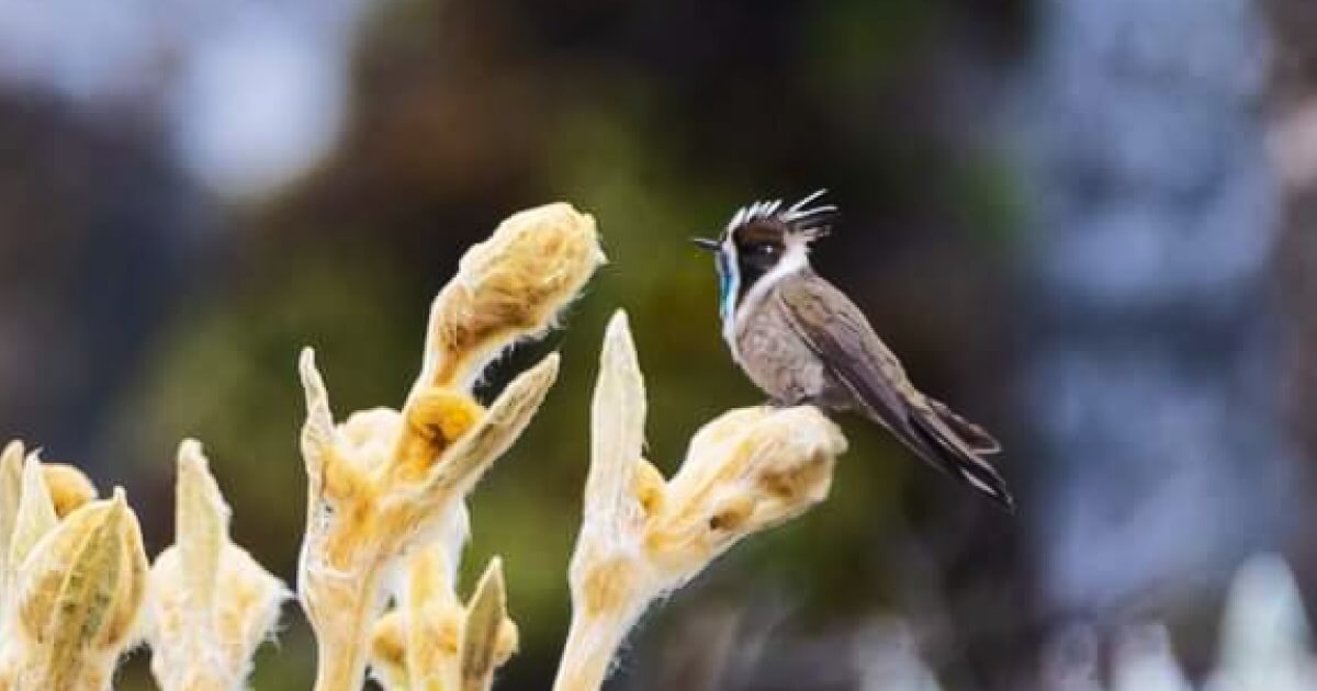 observacion-endemica