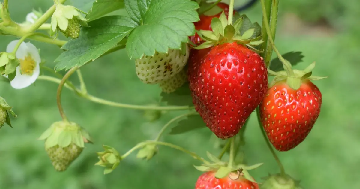 agroturismo-fresas